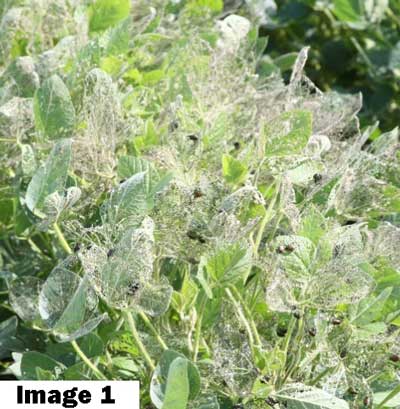 MANAGING INSECTICIDE USE FOR BEST RESULTS AGAINST JAPANESE BEETLES